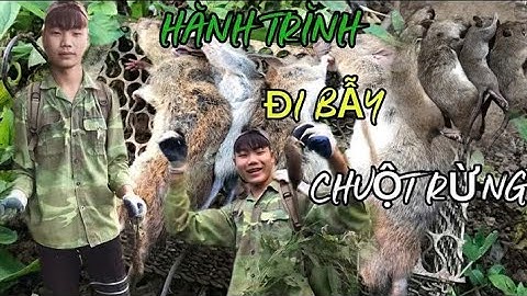 Mùa bẫy chuột rừng. Cách đặt bẫy chuột rừng hiệu quả nhất