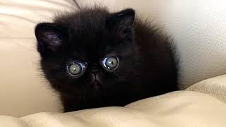 Welcome Encore - exotic shorthair (m) by Welcome Cattery 5,161 views 4 years ago 34 seconds