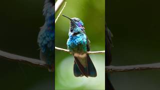 Adorable Hummingbird In Monteverde, Costa Rica