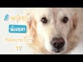 8 พฤติกรรมน้องหมา กำลังบอกอะไรเรานะ??  | SudPad-Dog