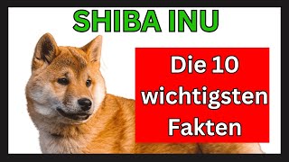 Shiba Inu dog breed 🐶 The 10 most important facts screenshot 3