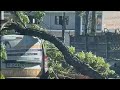 Dashcam Captures Falling Tree Incident in Traffic || WooGlobe
