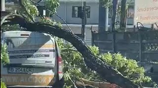 Dashcam Captures Falling Tree Incident in Traffic || WooGlobe
