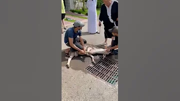ذبح أضحية العيد 