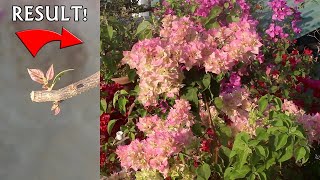 Watch: How, Why & When To Prune Bougainvillea Plants?