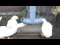 Как сделать кормушку для гусей
