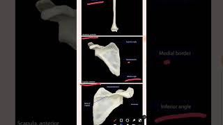 BONES OF UPPER LIMB #anatomy #mbbs #youtubeshorts #shorts Resimi