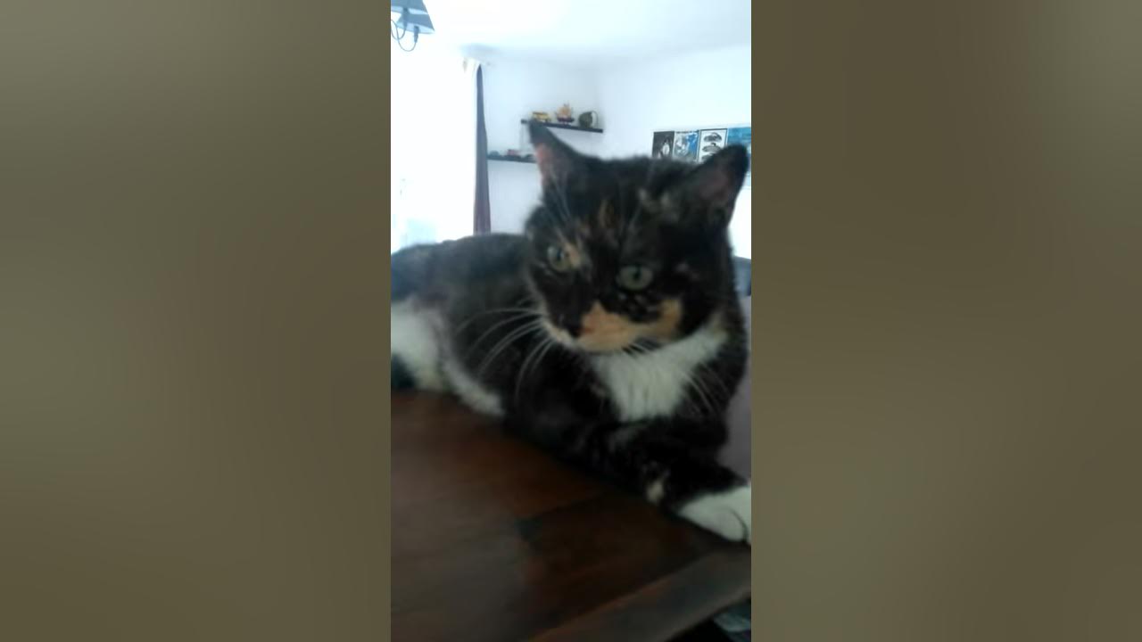 Lucky Chat Qui Roucoule Youtube