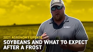 Soybeans and What to Expect After A Frost | Beck's Agronomy Update