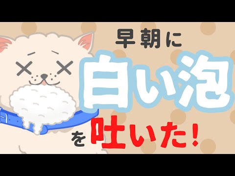 犬が白い泡を吐いた！嘔吐した後のご飯はいつあげれば良い？