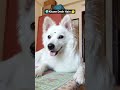 Kitane desha hain 🤣🤣 #funny #comedy #bollywood #dog #shorts#cutedog#pets#trending#youtubeshorts#yt