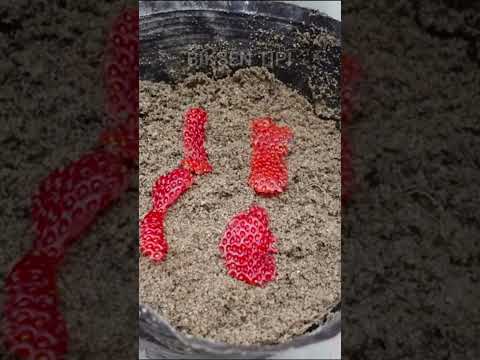 فيديو: العناية بالفراولة Honeoye - كيفية زراعة الفراولة Honeoye في الحديقة