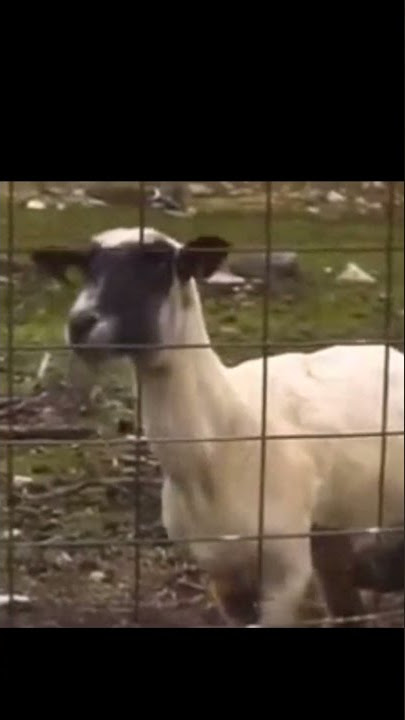 kambing teriak meme #shorts