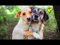 Sick Puppies Snuggle Just Before Being Put Down. What Happens Next Will Make You Cry!