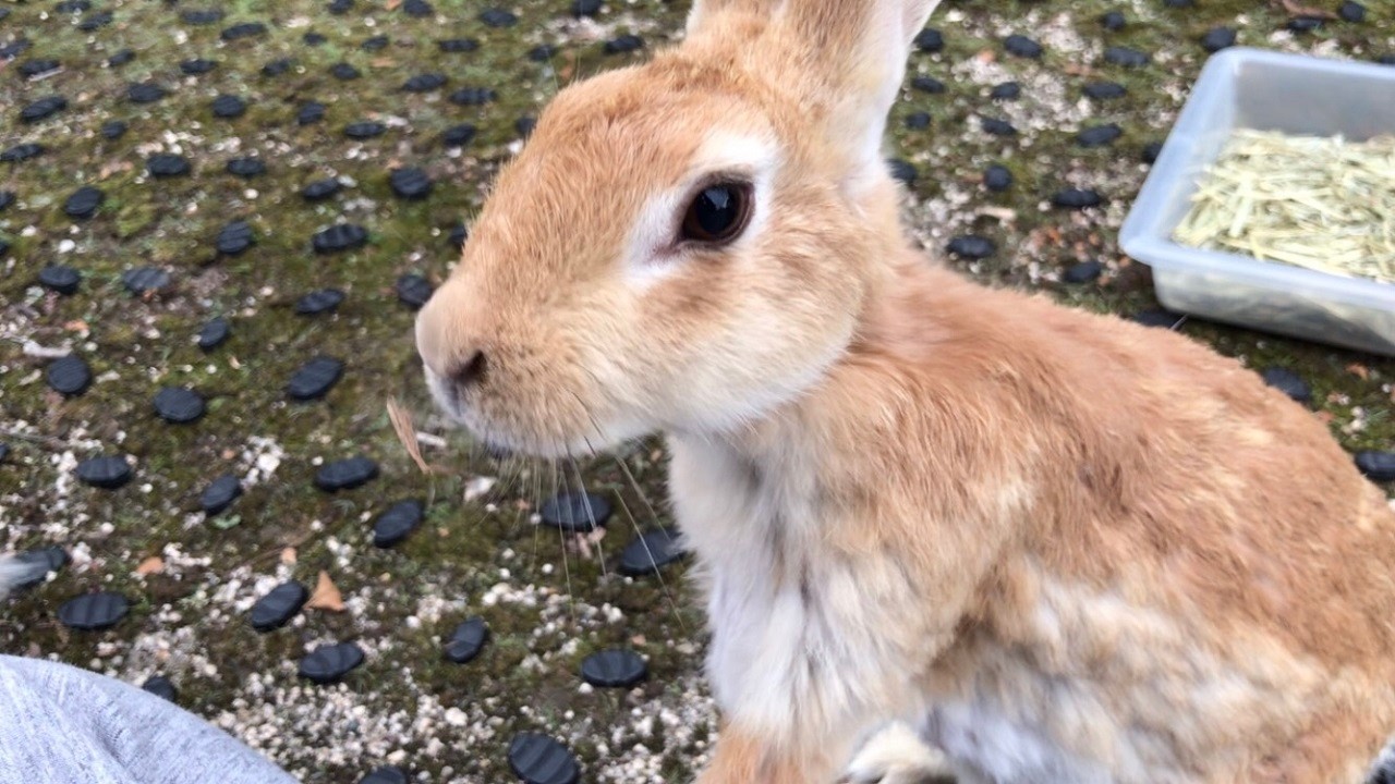 A wild rabbit approaching humans with zero fear and 100% curiosity ...