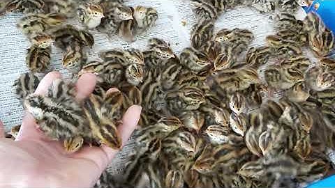 GIAO CHIM CÚT GIỐNG VỀ LONG AN|CHIM CÚT GIỐNG ĐẠT CHUẨN