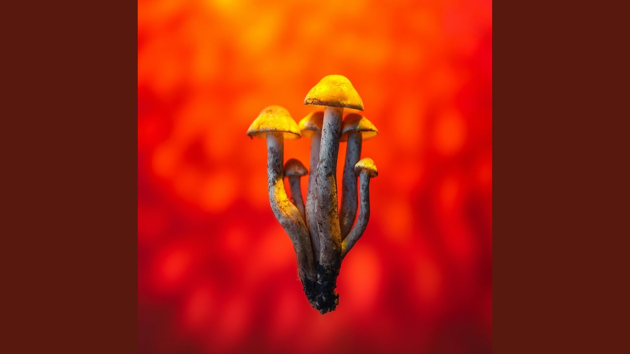 Watch SHROOMIZED on YouTube Watch SHROOMIZED on YouTube