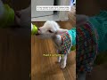 Rescued a trapped baby lamb #lamb #wildliferescue #rescue #lovestory #cute #shorts #animalfriendship