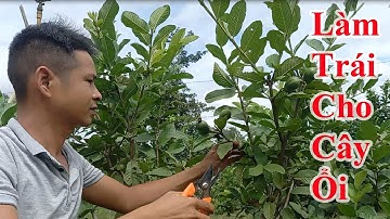 Cách làm trái cho cây ổi ra trái nhiều, ổi ruby, ổi lê, ổi nữ hoàng