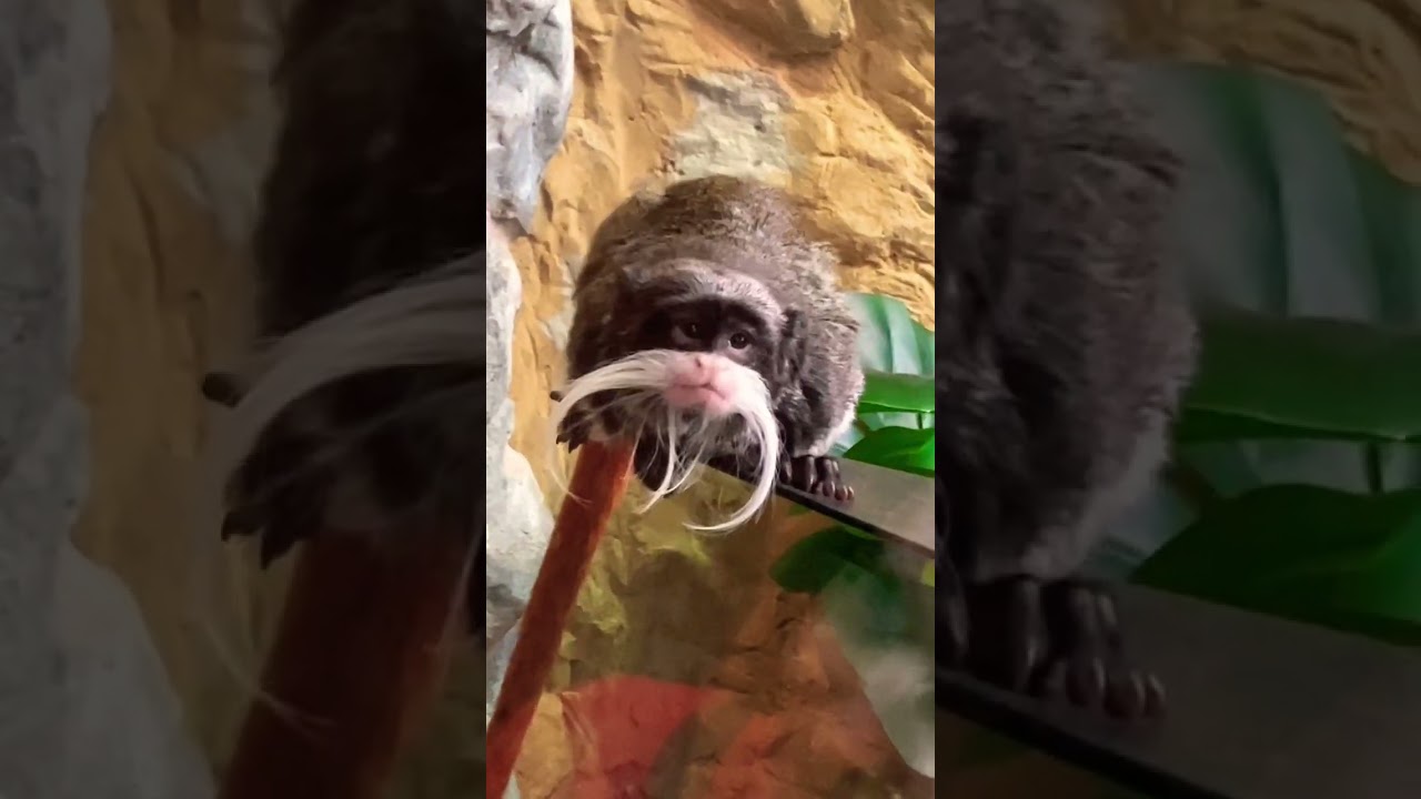 Monkey 🙈 Cute monkey with a mustache 🥸 