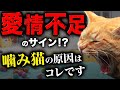 噛み癖は"超簡単"に治ります!今日から実践できる噛み癖の予防方法や対策を猫のブリーダーがご紹介!