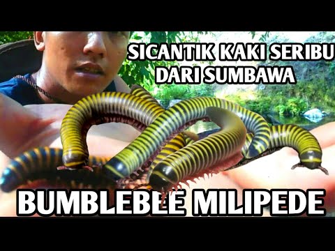 BETNI T K DIN BUMBLEBEE NGA SUMBAWA