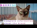 Burmese. Pros and Cons, Price, How to choose, Facts, Care, History の動画、YouTube動画。