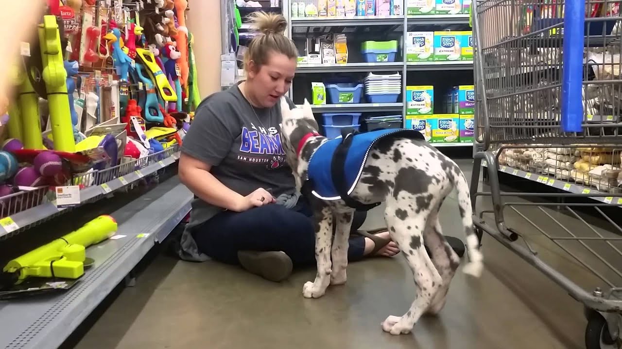 Sir Lancelot PTSD Service Dog In Training YouTube sir-lancelot-ptsd-service-dog-in-training-youtube