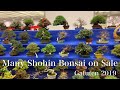 雅風展 Gafuten Bonsai exhibition (Shopping) : Gak Bonsai