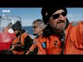 Counting Walruses from Space? 🌊 | Newsround