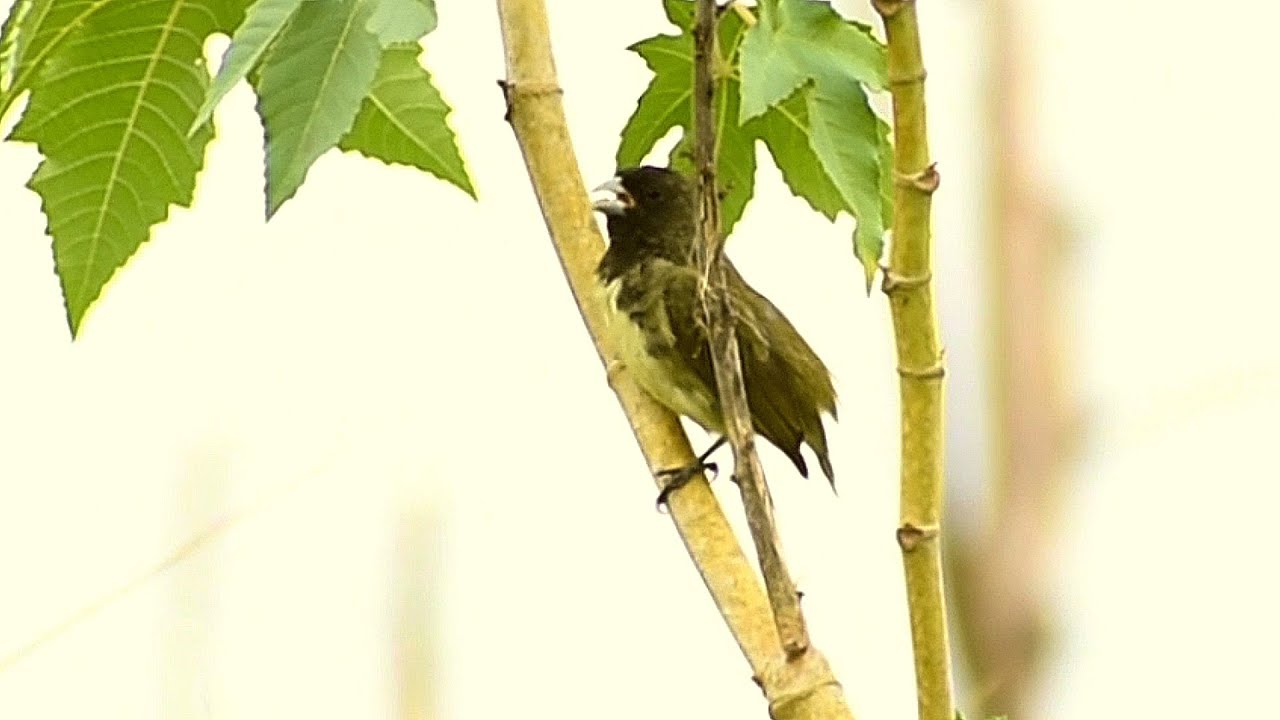 Papa capim cantando livre na natureza #sabia #aves #papacapim #coleiri