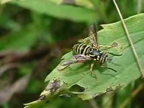 Behavioural mimicry in the hover fly Spilomyia longicornis (by Henri Goulet)