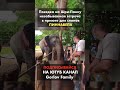 Смотрим на новорождённого слонёнка 🐘😍 Чем отличаются азиатский слон от африканского?🤔