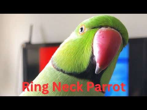 My Indian Ring Neck Talking Parrot