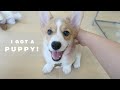 I got a 10 weeks old corgi puppy  heres my first month with her