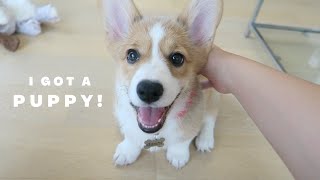 I got a 10 weeks old corgi puppy! | here