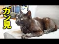 テレビに釘付けになる猫ちゃんが可愛すぎる! 【世界ネコ歩き】