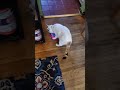carefree clover