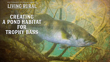 Can you eat pond bass?