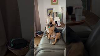 Maxwell the Beagle is “howling it out”. He loves to howl! #beagle #beaglecrew #howling