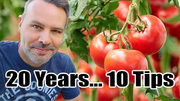 10 Tips Terbaik Menanam Tomat dari Pengalaman 20 Tahun