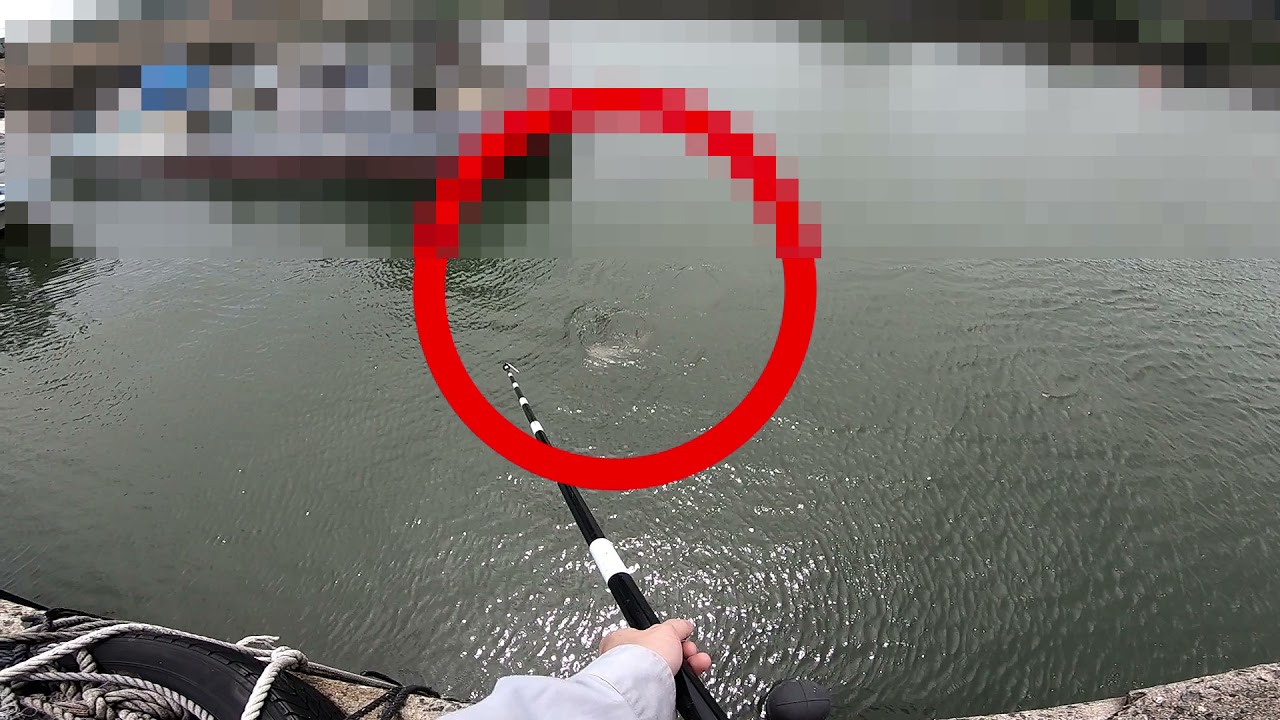 700 釣り ナルトビエイをギャング釣り 惜しくも失敗 Youtube