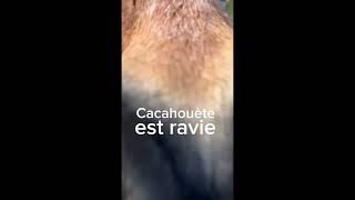 La Liberté À La Ferme De Sorval