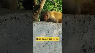 bina bole viral#monkey #anmals #funny #animatry #shortsfeed #comedy #animals #trend #viral #trending