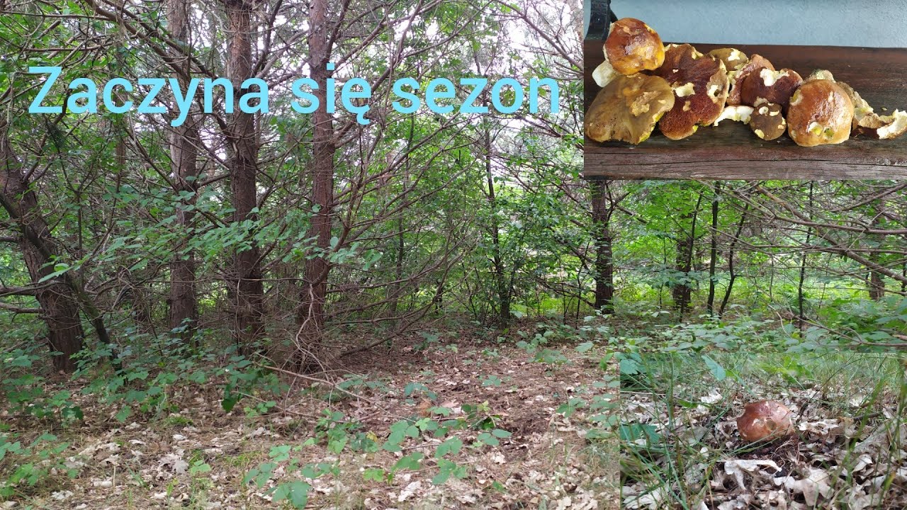 Grzyby ruszyły trochę się zebrało😉