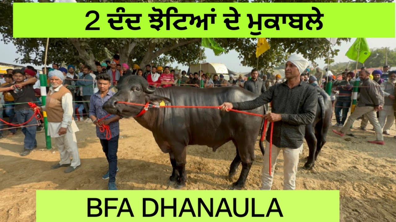 2 ਦੰਦ ਝੋਟਿਆਂ ਦੇ ਮੁਕਾਬਲੇ BFA DHANAULA