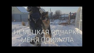 Джейкоб задержал преступника - (постанова) собака породы немецкая овчарка Джейкоб задержал преступника - (постанова) собака породы немецкая овчарка