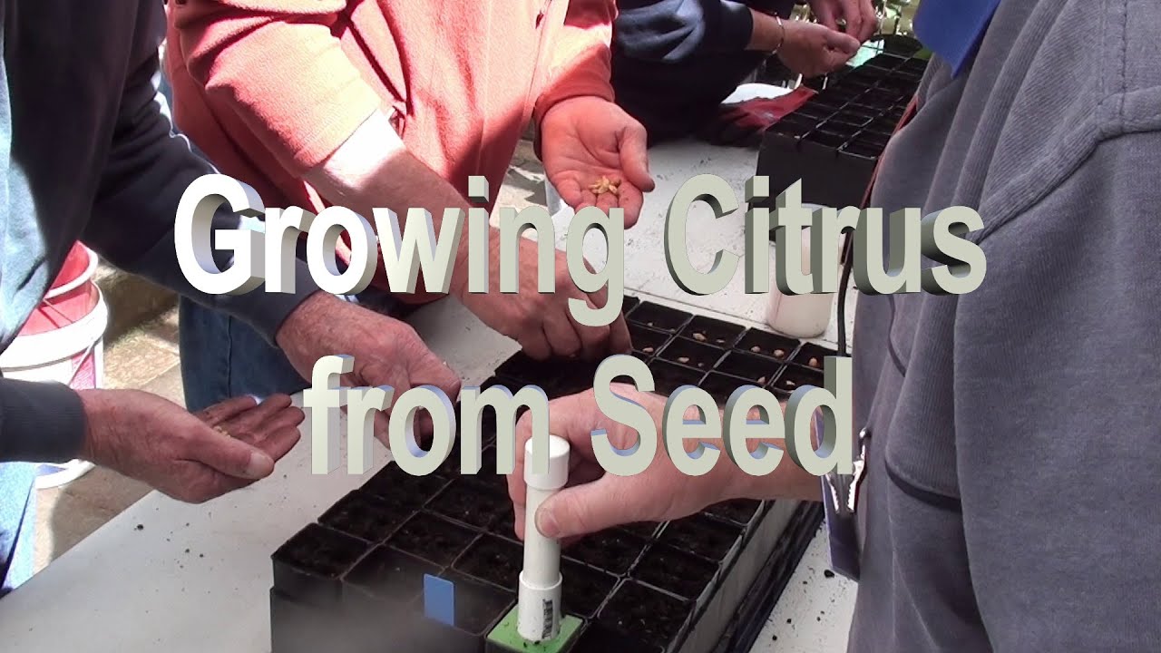 Секреты успешного выращивания цитрусовых из семян, чтобы избежать деформирования стеблей. Ян Толл...