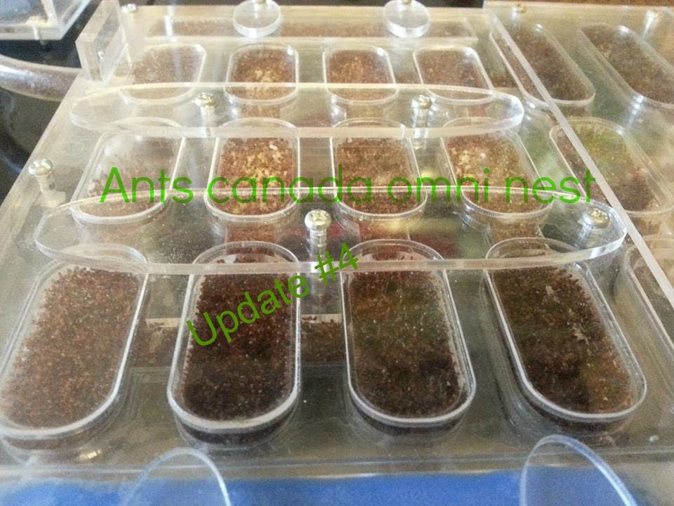 Ants canada | omni nest update #4 the test