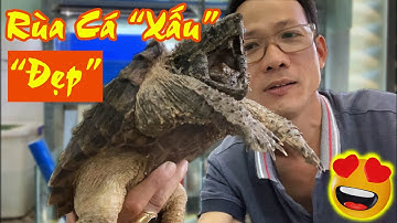 Rùa Cá Sấu Không Tật Lỗi - Cách Làm Bể Nuôi Rùa Cá Sấu - Alligator Snapping Turtle | Vũ Lê Channel
